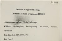 沼澤皺蒴蘚藏品圖，第2張