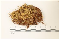 沼澤皺蒴蘚藏品圖，第1張