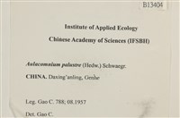 沼澤皺蒴蘚藏品圖，第2張