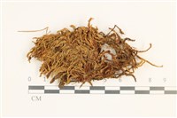 沼澤皺蒴蘚藏品圖，第1張