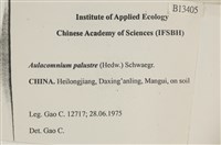 沼澤皺蒴蘚藏品圖，第2張