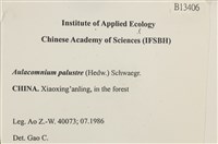 沼澤皺蒴蘚藏品圖，第2張