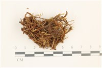 沼澤皺蒴蘚藏品圖，第1張