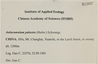 沼澤皺蒴蘚藏品圖，第2張