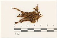 沼澤皺蒴蘚藏品圖，第1張