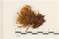 登錄號:B00013408藏品圖，第1張