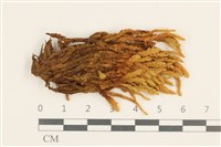 登錄號:B00013411藏品圖，第1張