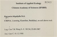 直葉珠蘚藏品圖，第2張