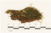 登錄號:B00013416藏品圖，第1張