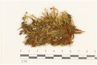 梨蒴珠蘚長形變種藏品圖，第1張