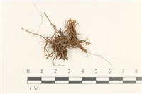 登錄號:B00013418藏品圖，第1張