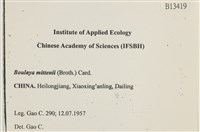 蟲毛蘚藏品圖，第2張