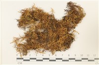 蟲毛蘚藏品圖，第1張