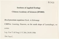 那霸短月蘚藏品圖，第2張