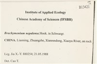 那霸短月蘚藏品圖，第2張