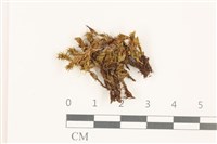 那霸短月蘚藏品圖，第1張