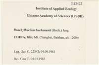 細枝青蘚藏品圖，第2張