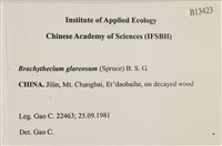 石地青蘚藏品圖，第2張