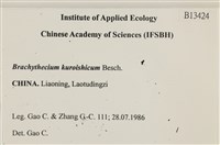 皺葉青蘚藏品圖，第2張