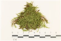 皺葉青蘚藏品圖，第1張