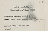 羽枝青蘚藏品圖，第2張