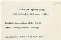 長肋青蘚藏品圖，第2張