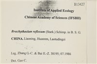 仰葉青蘚藏品圖，第2張