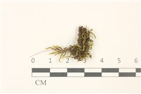 仰葉青蘚藏品圖，第1張