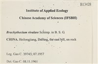 溪邊青蘚藏品圖，第2張