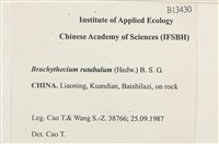 卵葉青蘚藏品圖，第2張