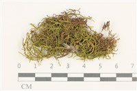 卵葉青蘚藏品圖，第1張