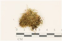 扁灰蘚藏品圖，第1張