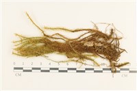 大熱澤蘚藏品圖，第1張