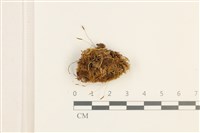 登錄號:B00013437藏品圖，第1張