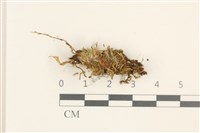 登錄號:B00013442藏品圖，第1張