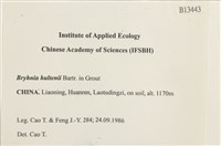 短尖燕尾蘚藏品圖，第2張