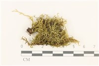 短尖燕尾蘚藏品圖，第1張