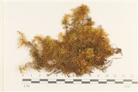 毛羽蘚藏品圖，第1張