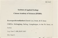 毛羽蘚藏品圖，第2張