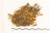 毛羽蘚藏品圖，第1張