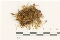 登錄號:B00013449藏品圖，第1張