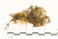 登錄號:B00013451藏品圖，第1張