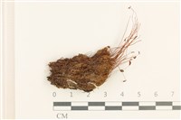 登錄號:B00013454藏品圖，第1張