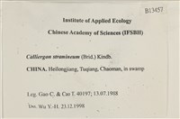 草黃濕原蘚藏品圖，第2張