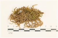 登錄號:B00013459藏品圖，第1張