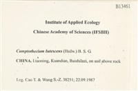 斜蒴蘚, 黃斜蒴蘚藏品圖，第2張