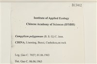 長肋細濕蘚藏品圖，第2張