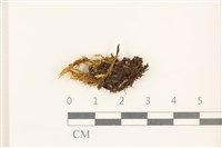 登錄號:B00013463藏品圖，第1張