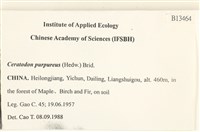 角齒蘚藏品圖，第2張