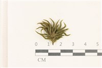 登錄號:B00013468藏品圖，第1張